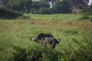 Kaya elders reject plans for industrial park in forest