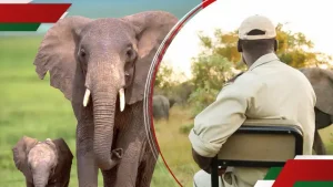 Nyahururu Locals Protest as Rogue Elephant Attacks, Kills Man in His Home: “Tumeskia Uchungu Mwingi”