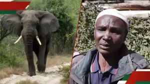 Laikipia: Widow Tearfully Recounts Moment Hubby Was Trampled to Death by Elephant