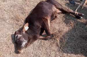 Residents cautioned as Embu County reports outbreak of Bovine Anthrax