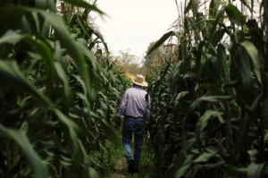 Mexican president confident Congress will ban planting GM corn in 2025