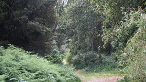Kinale Forest: A hidden ecotourism treasure in Kiambu