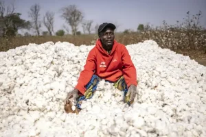 Benin seeks home-grown cotton ‘revolution’