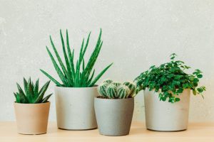 Houseplants 101: The Best Plants for Every Lifestyle