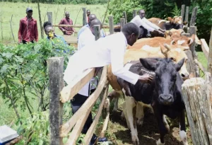Keep off ongoing livestock vaccination exercise, politicians urged