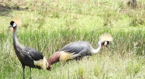 ICF leads conservation efforts to protect wetlands and save Grey Crowned Cranes
