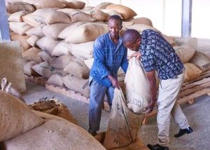 Coffee traded in a weekly auction nets Sh.1.8 billion