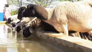 Government launches measures to support ASAL counties against drought