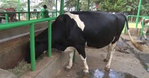 Siaya distributes dairy cattle to residents