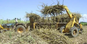 Win for farmers as sugarcane prices rise to Ksh 5,300 per tonne