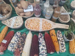 Nakuru farmers leverage indigenous seed bank for food security