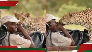 Chilling Video Captures Moment Ranger, Tourists Come Face to Face with Leopard During Game Drive