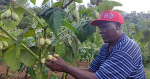 Organic Tamarillo farming earns retired teacher a fortune