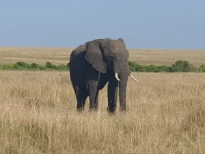 Siana Group Ranch wins six-year court battle, secures title deeds