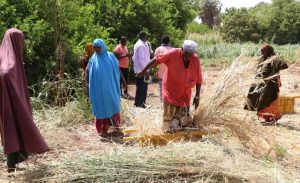 Mandera embraces fodder production to tackle feed shortages