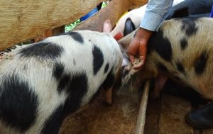 Farmer turns to black soldier fly to cut feed costs