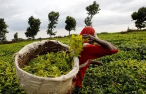 Kenya earned Ksh.250B from tea sales in 2024