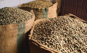 Kenya prepares for ARABIKA Coffee Day 2025