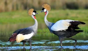 World Wildlife Day marked with calls to protect Grey Crowned Cranes