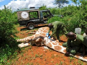 KWS rescues, treats giraffe with maggot-infested wound at Meru National Park