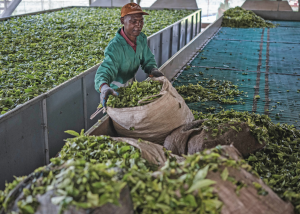 New project cuts carbon in tea to boost farmer incomes