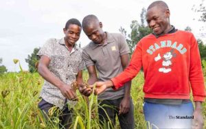 Busia millet farmers urged to embrace improved seed varieties to boost yields