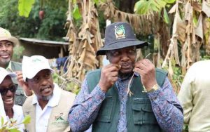 Miraa farmers push for value addition over market woes