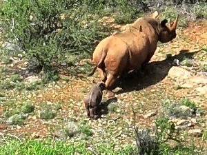 Another black rhino born in Sera Rhino Sanctuary – KWS