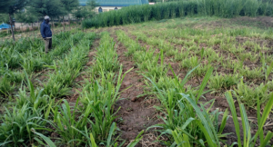 County roots for high value grass to rescue farmers amid dwindling milk production