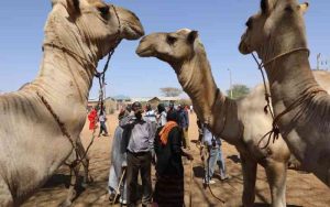 Camel meat consumption up 30pc – KNBS