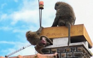 Baboons sneak out of L Nakuru Park, take over Naka Estate
