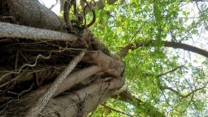 Kikuyu elders offer guidance after sacred Mugumo tree falls in Nyahururu