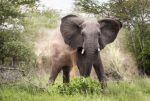 Elephants attack and kill two separately in Marsabit and Narok