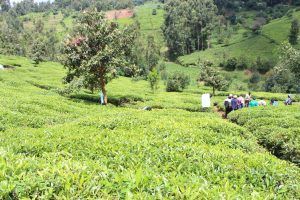 Chinese firm to invest Sh13 billion in tea sector