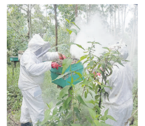 From maize to honey, Naivasha farmers are embracing beekeeping thanks to UN grant