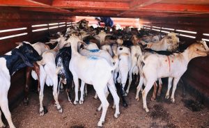 Sakaja donates hundreds of goats to Muslim community for Eid al-Adha celebrations