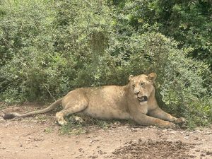 Nairobi National Park is an asset beyond measure, Nature Kenya tells Atwoli