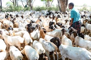 Global humanitarians to improve livestock production in Wajir