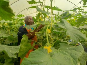 Korean partnership boosts poultry and cucumber farming in Kiambu’s Kahero village