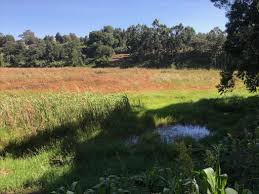 Vanishing wetlands a danger to world economies – report