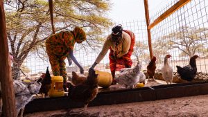 Poultry farming gives Marsabit women sense of ownership, boosts livelihoods