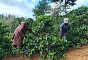 Kirinyaga coffee farmers trained to boost production, income