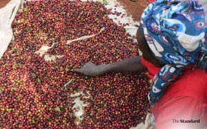 Kenyan coffee can fetch ten times current price if counties took lead