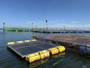 New research supports better disease management in Lake Victoria’s cage fish industry