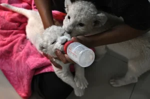 ‘Absolute madness’: Thailand’s pet lion problem