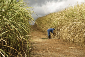 Sugar Development Levy comes into force