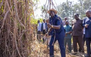 Court suspends 3-month sugarcane harvesting ban