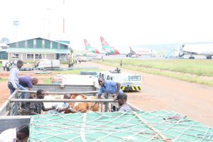 Uasin Gishu exports 50 in-calf Ayrshire heifers to Nigeria in landmark livestock trade