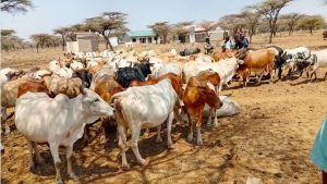 Police recover 145 stolen cattle in Meru, hand them over to owners