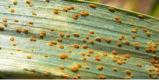 New report warns of rising wheat stem rust threat in East Africa
